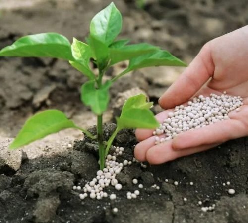 imgi_105_MAGNESIUM-FERTILIZERS-600x450